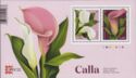 Calla (Zantedeschia sp)