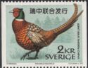 Common Pheasant (Phasianus colchicus)