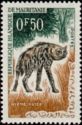 Striped Hyaena (Hyaena hyaena)
