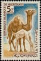 Dromedary (Camelus dromedarius)