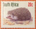 Southern African Hedgehog (Atelerix frontalis)
