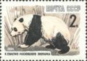 Giant Panda (Ailuropoda melanoleuca)