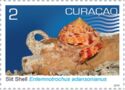 Slit Shell Sea Snail (Entemnotrochus adansonianus)