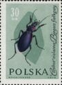 Violet Ground Beetle (Carabus violaceus)