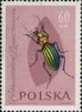 Golden Ground Beetle (Carabus auronitens)