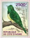 African Emerald Cuckoo (Chrysococcyx cupreus)