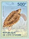 Olive Ridley Sea Turtle (Lepidochelys olivacea)