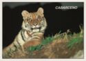 7 - Cabárceno. Tigre asiático en el Parque de la Naturaleza de Cabárceno