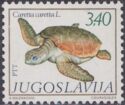 Loggerhead (Caretta caretta)
