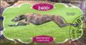 Dogs Greyhound
