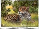 Jaguar (Panthera onca)