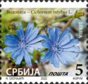 Common Chicory (Cichorium intybus) (2022 Imprint)