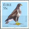 Common Buzzard (Buteo buteo)