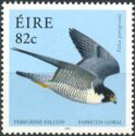 Peregrine Falcon (Falco peregrinus)
