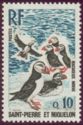 Atlantic Puffin (Fratercula arctica)