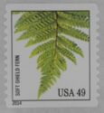Soft Shield Fern (Polystichum setiferum)