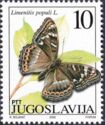Poplar Admiral (Limenitis populi)