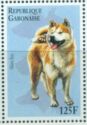 Akita Inu