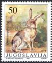 European Hare (Lepus europaeus)