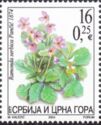 Ramonda serbica