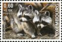 Raccoon (Procyon lotor)
