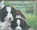 English Springer Spaniel (Canis lupus familiaris)