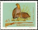Grey Partridge (Perdix perdix)