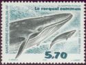 Fin Whale (Balaenoptera physalus)
