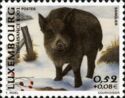 Wild Boar (Sus scrofa)