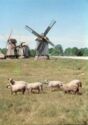 Saaremaa Island #5. Angla windmills