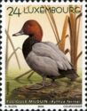 Common Pochard (Aythya ferina)