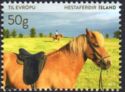 Iceland Horse (Equus ferus caballus)