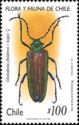 Wood Borer (Cheloderus childreni) 