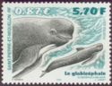 Long-finned Pilot Whale (Globicephala melaena)