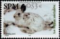 Arctic Hare (Lepus arcticus)