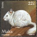 Chinchilla (Chinchilla sp.)