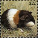Domestic Guinea Pig (Cavia porcellus)