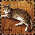 Domestic Cat (Felis silvestris catus)