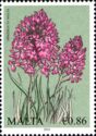 Maltese Pyramidal Orchid (Anacamptis pyramidalis)