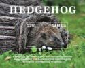 Four-toed Hedgehog (Atelerix albiventris)