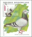Polish Carrier Pigeon (Columba livia forma domestica)