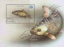 Common Carp (Cyprinus carpio)