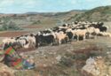 125 - Mataporquera (Valdeolea). Pastoreando ovejas