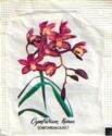 Cymbidium Kurun