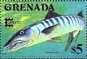 Great Barracuda (Sphyraena barracuda)
