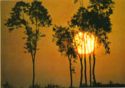 Sunset with eucalyptus trees
