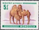 Bactrian Camel (Camelus bactrianus)