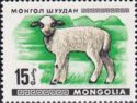 Lamb (Ovis aries)