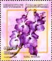 Orchid - Vanda coerulea