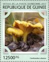 Chanterelle (Cantharellus cibarius)
